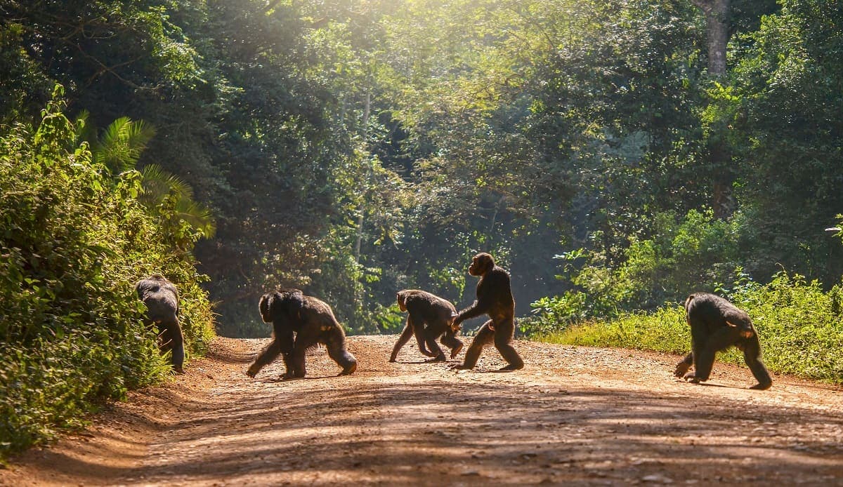 Eastern chimpanzee in trees