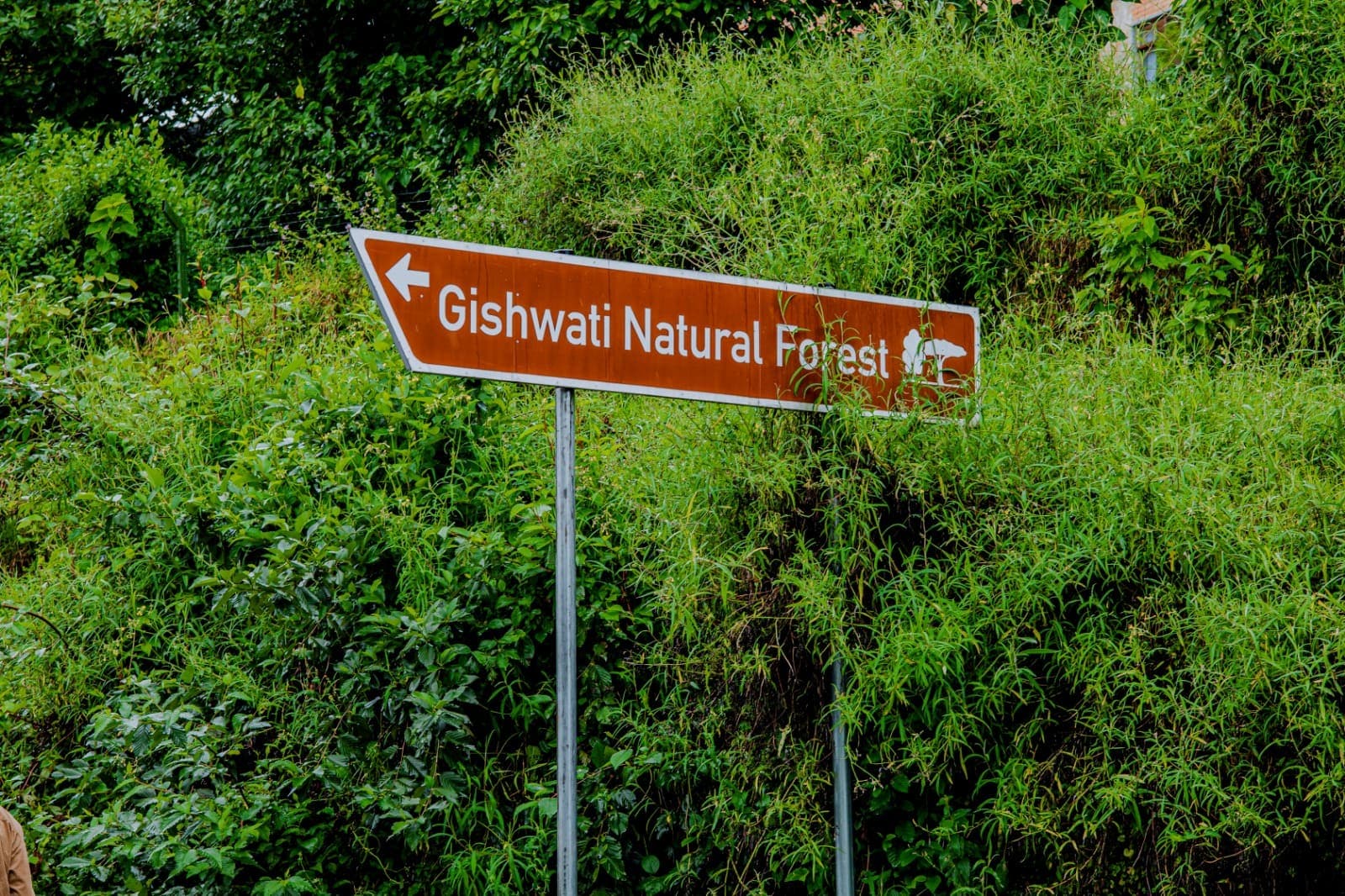 Gishwati-Mukura forest landscape