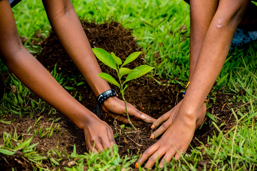 Gishwati Forest Reforestation